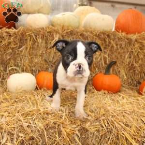 Jared, Boston Terrier Puppy